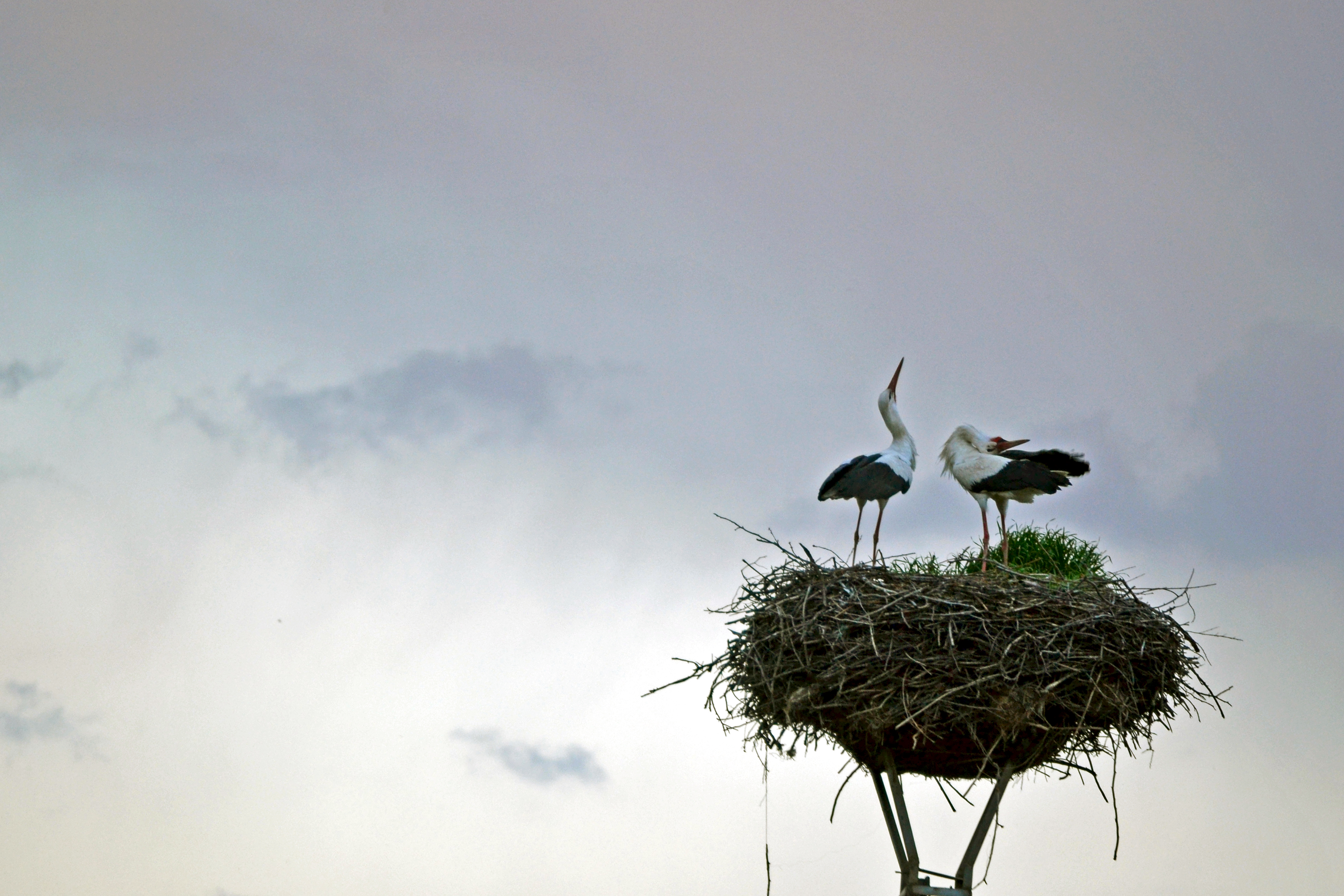 Gólyák-Berze-Storks.jpg